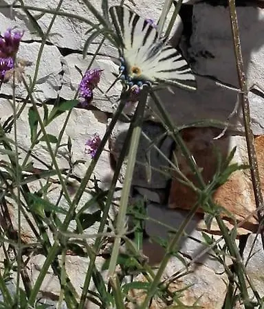 Trullo Fino Hébergement de vacances *